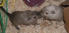 My Gerbs