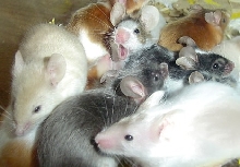 group/yawn