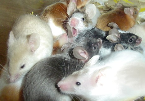 group/yawn
