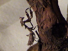 Idznak's Deroplatys Desiccata