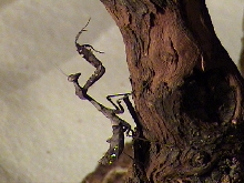 Idznak's Deroplatys Desiccata