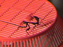 Unknown Mantis 03