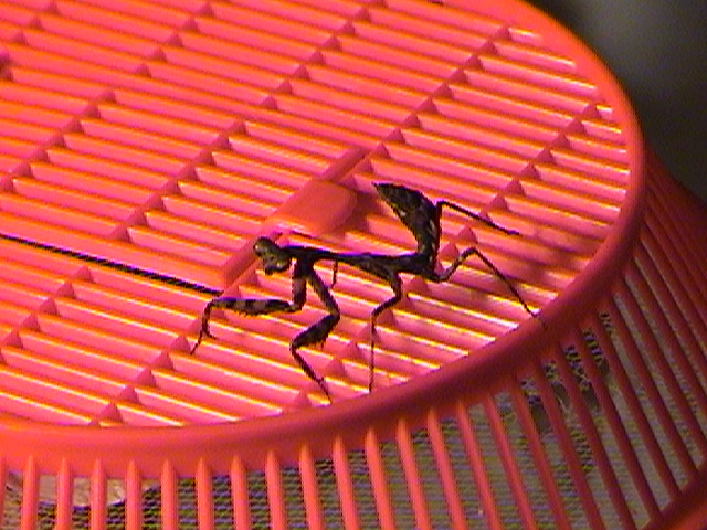 Unknown Mantis 03