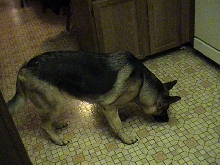 Idznak's German Shepard
