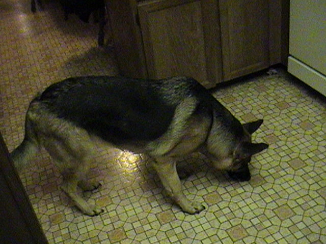 Idznak's German Shepard