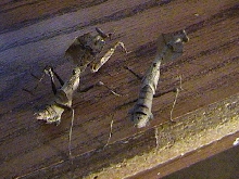 My Pair of  Sub-Adult Desiccata