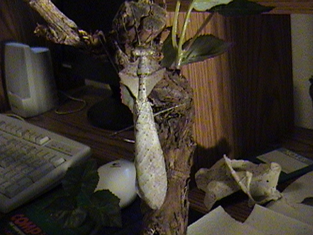 My newly molted adult male desiccata