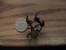 Other ghost mantids(Pair)