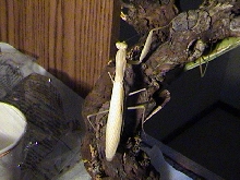 European mantis