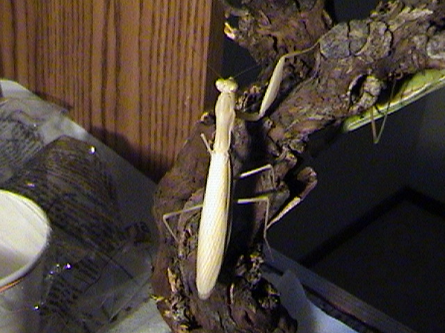 European mantis