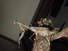 Carolina Mantis