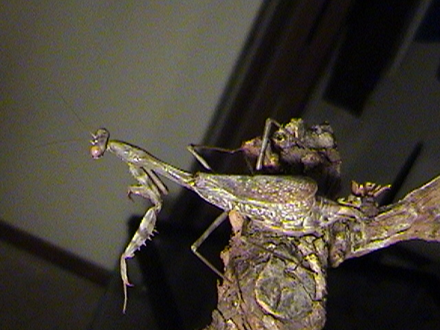 Carolina Mantis