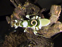 #9 Flower mantis