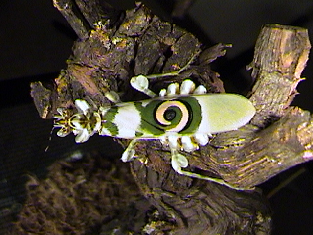 #9 Flower mantis