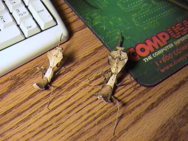 sub-adult female and male dead leaf mantids