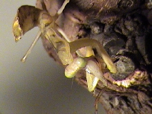 African Mantis???