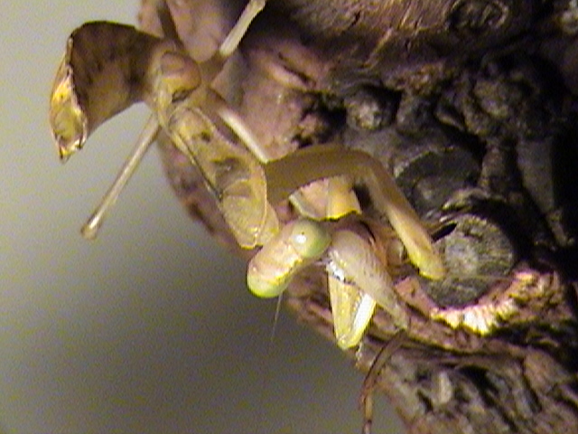 African Mantis???