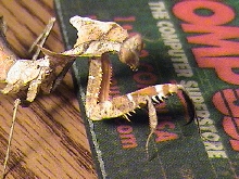 Female Dead Leaf Mantis