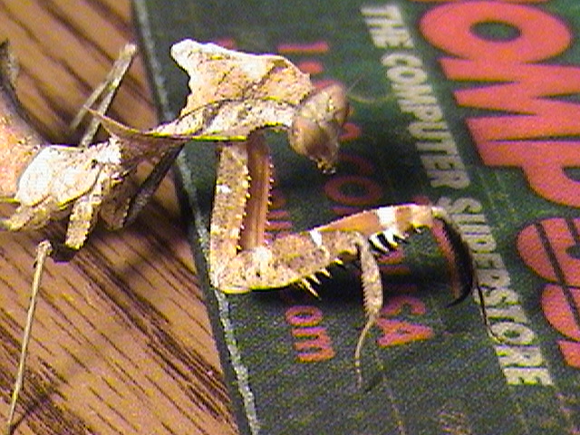 Female Dead Leaf Mantis