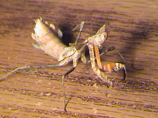 Male Dead leaf mantis