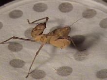 S. Virdis?