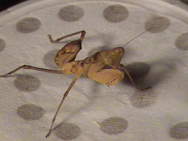 S. Virdis?