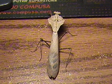 Adult Male desiccata