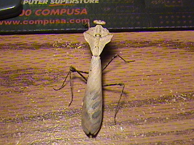 Adult Male desiccata