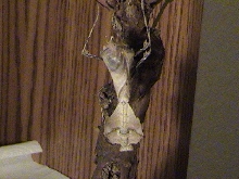 adult female desiccata