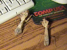 adult desiccata pair