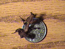ghost mantid