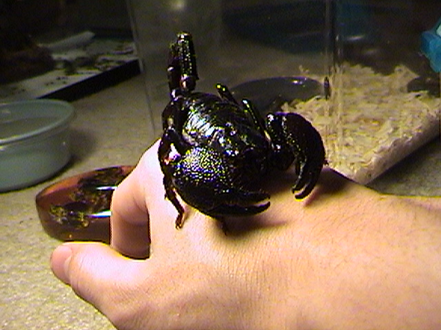 female emporer scorpion