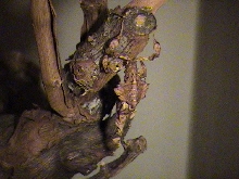 ghost mantis