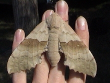 My Poplar Sphinx Moth