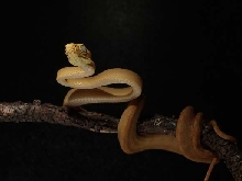 atb