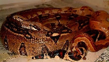 Hypo Super Project