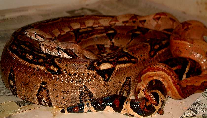 Hypo Super Project