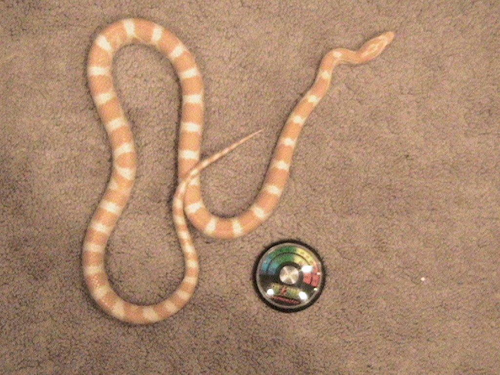 Creamsicle Corn