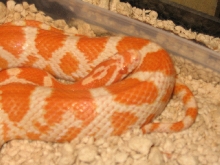 Creamsicle right after shed- 4/28/05