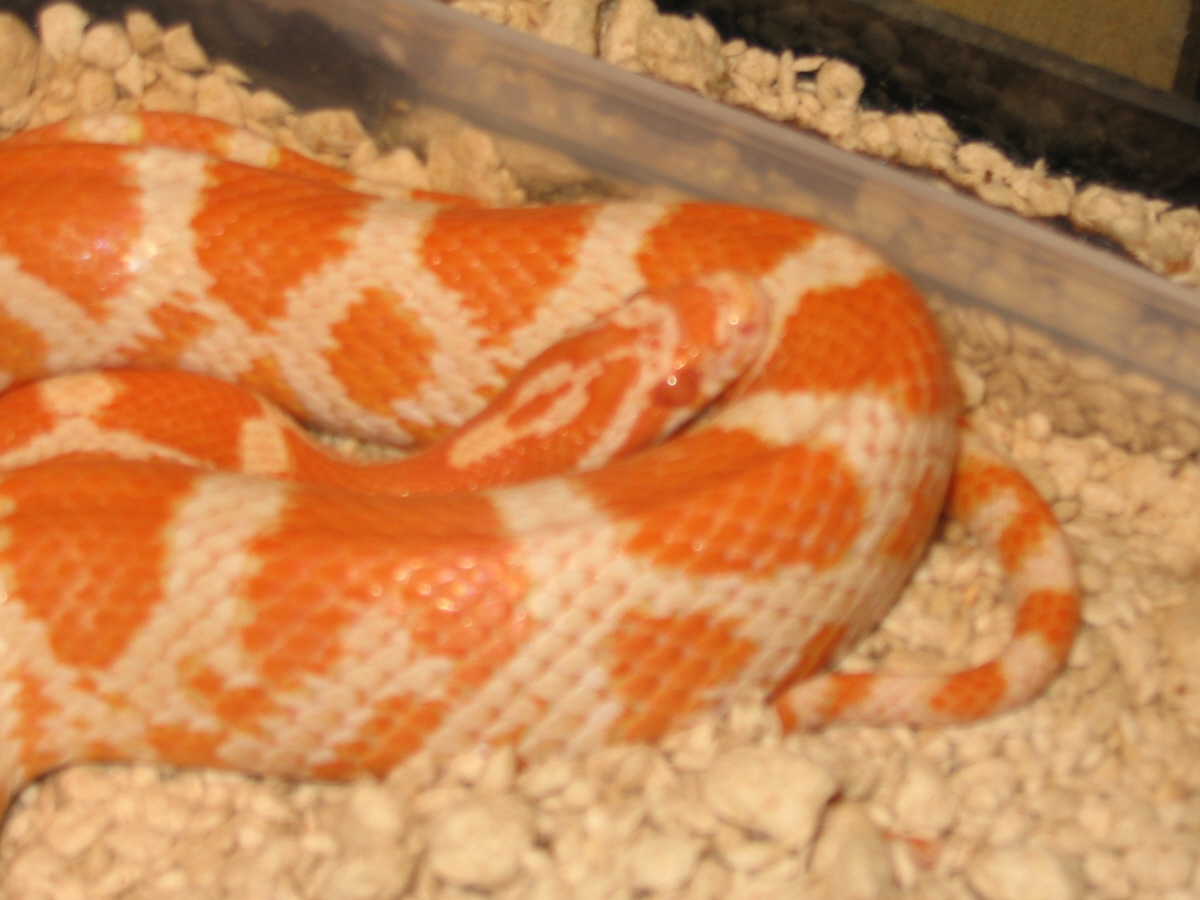 Creamsicle right after shed- 4/28/05