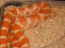 Creamsicle right after shed- 4/28/05