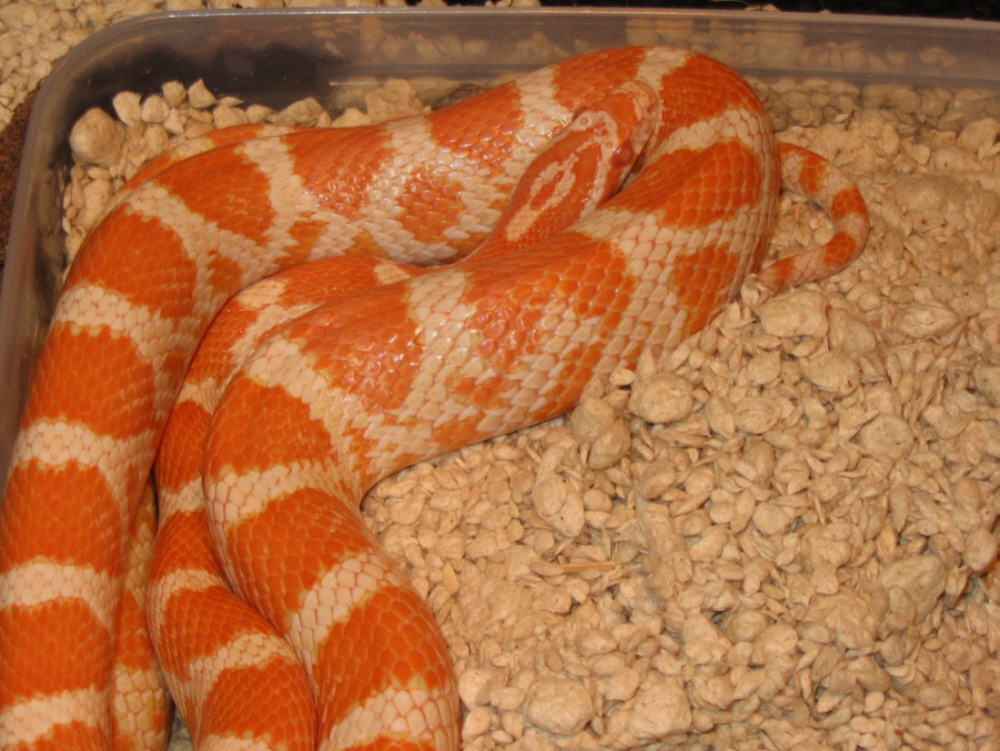 Creamsicle right after shed- 4/28/05