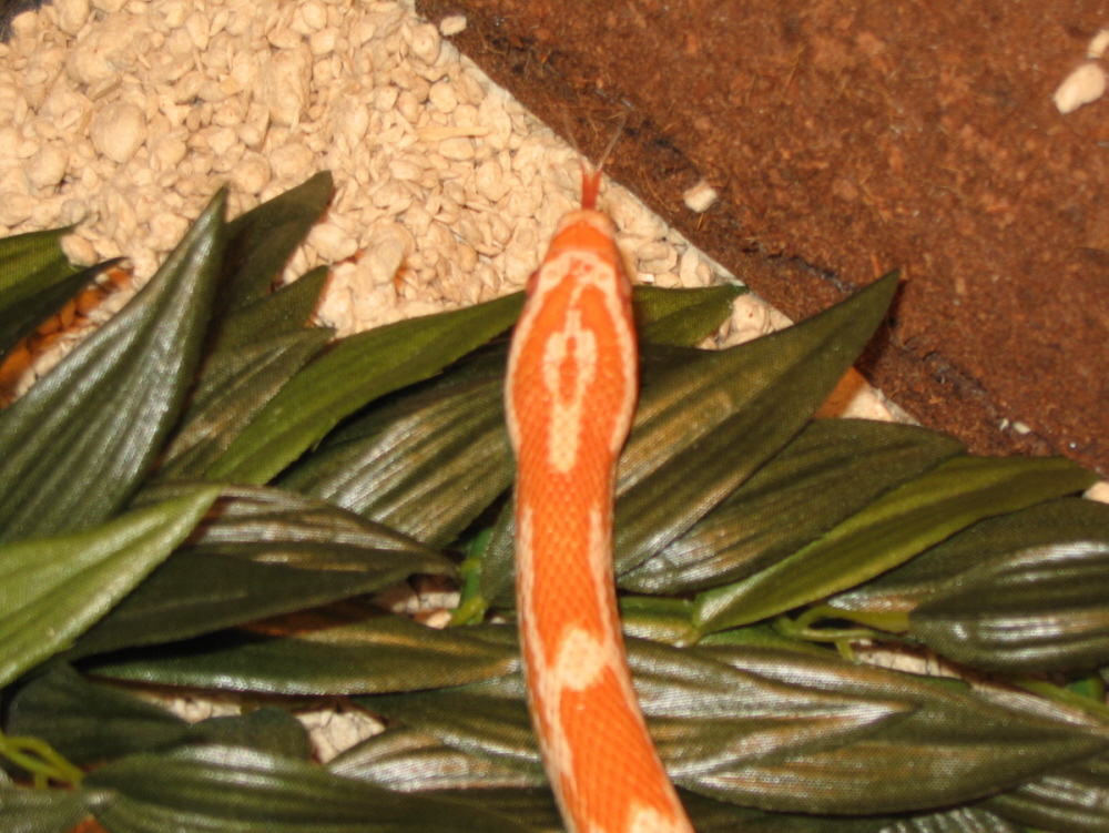 Creamsicle right after shed- 4/28/05