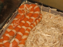 better picture of my creamsicle