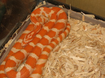 better picture of my creamsicle