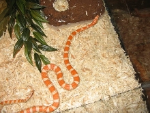 creamsicle