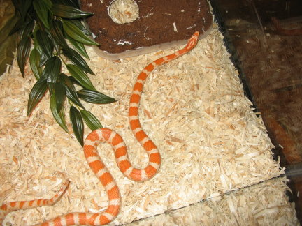creamsicle
