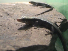 6 day old gold skinks
