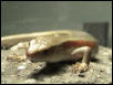 Male gold skink