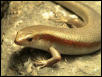 male gold skink 2